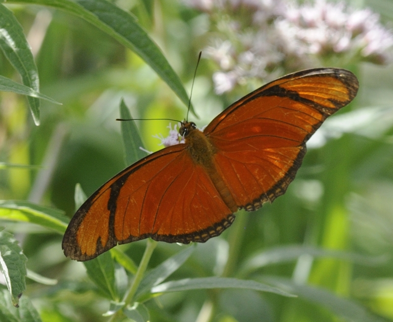 20140820 OranjePassiebloemvlinder