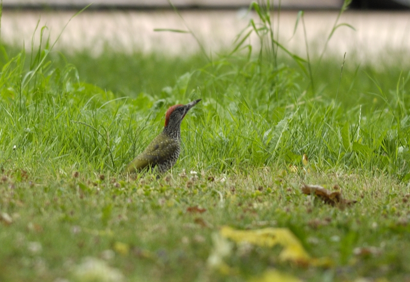 20140902 GroeneSpecht