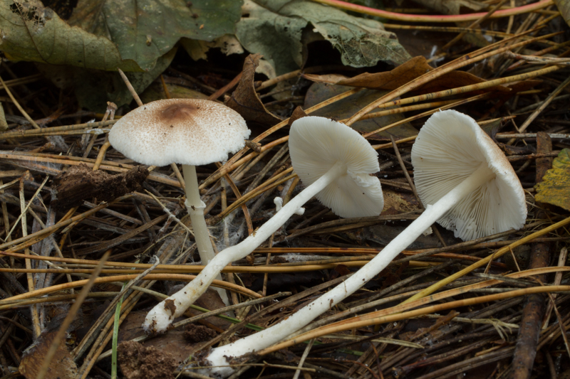 20141016 GespikkeldeChampignonparasol