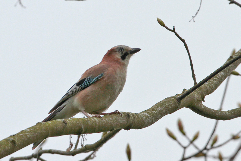 20150114 Gaai PeterBoltjes2