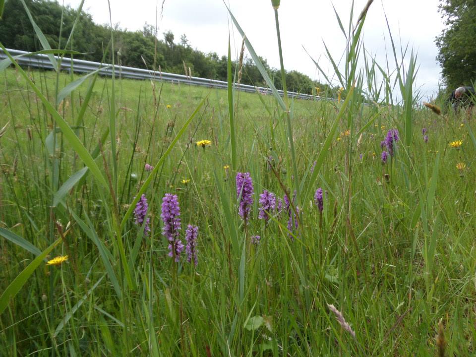 20150624 Plantenzoekmiddag