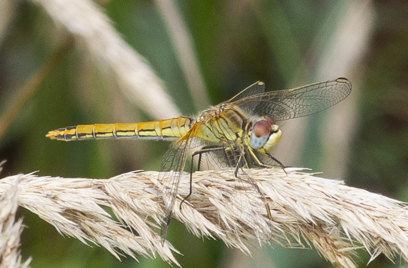 20150915 ZwervendeHeidelibel