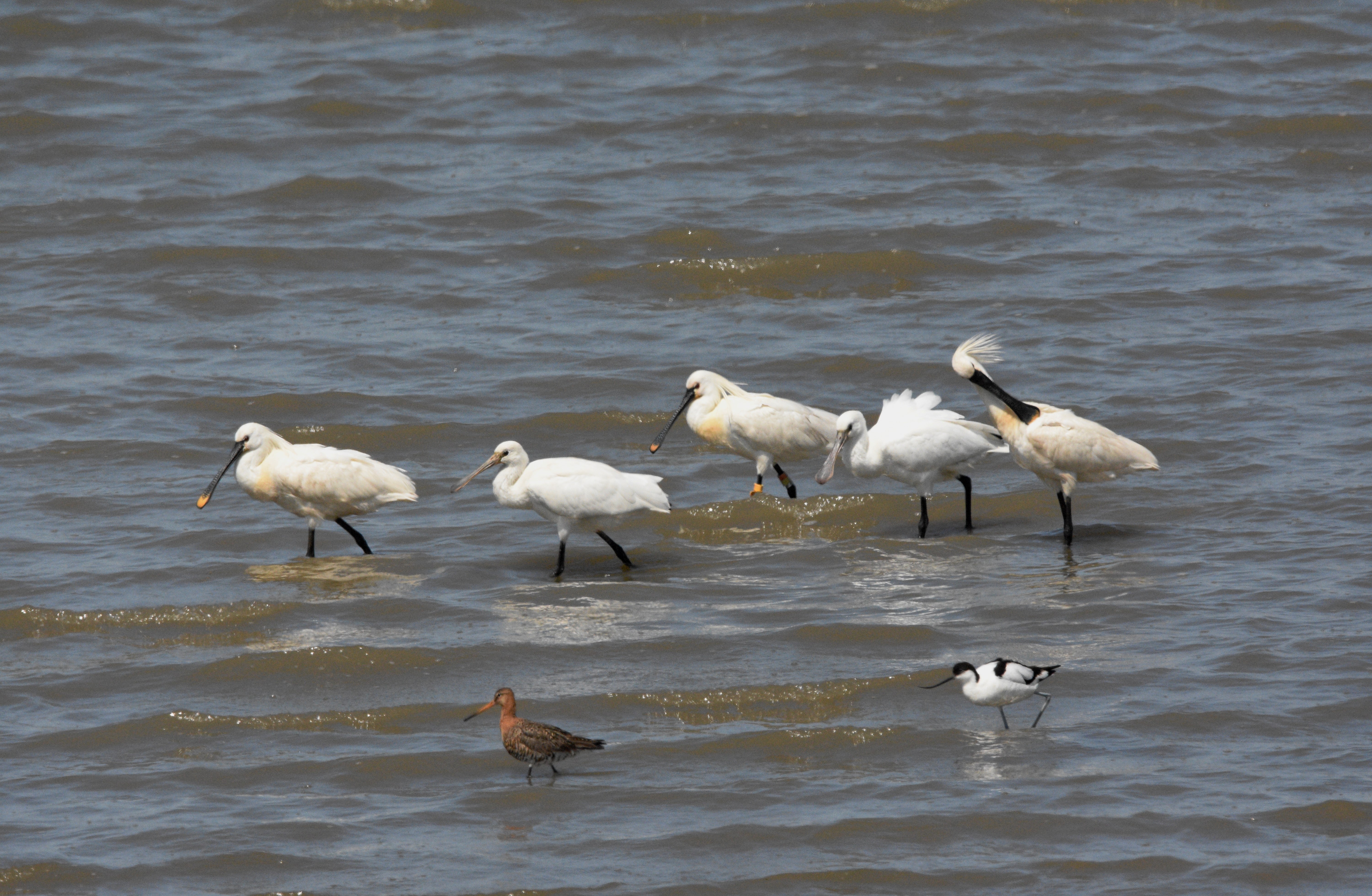 Lepelaars op het wad Otto de Vries