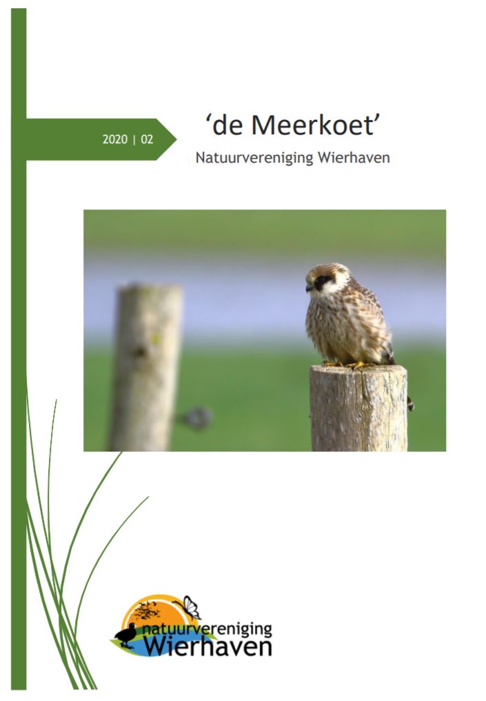 Meerkoet20202