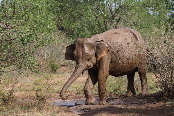 Olifant
