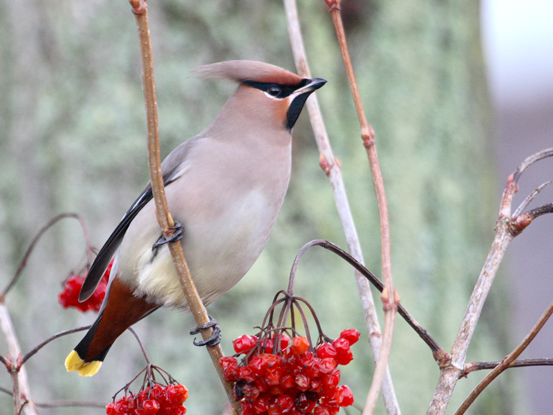 Pestvogel