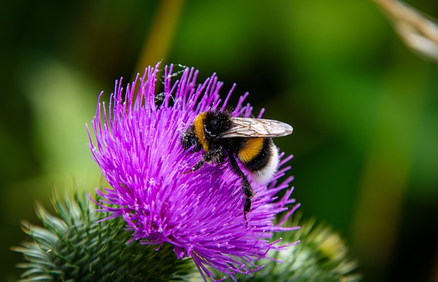 aardhommel vrij