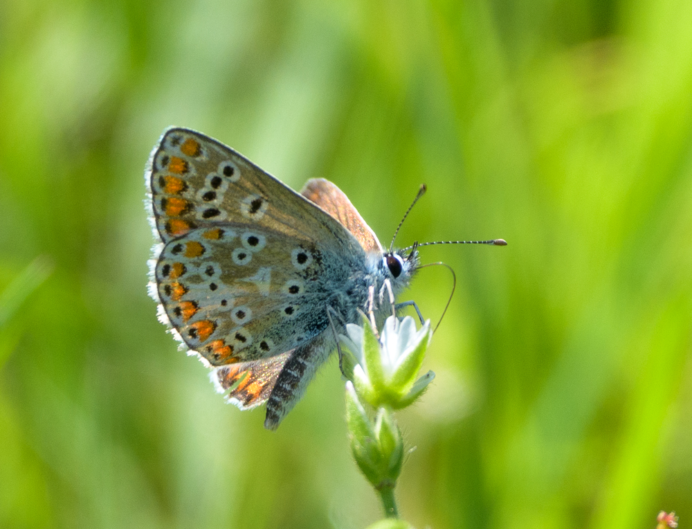 bruin blauwtje