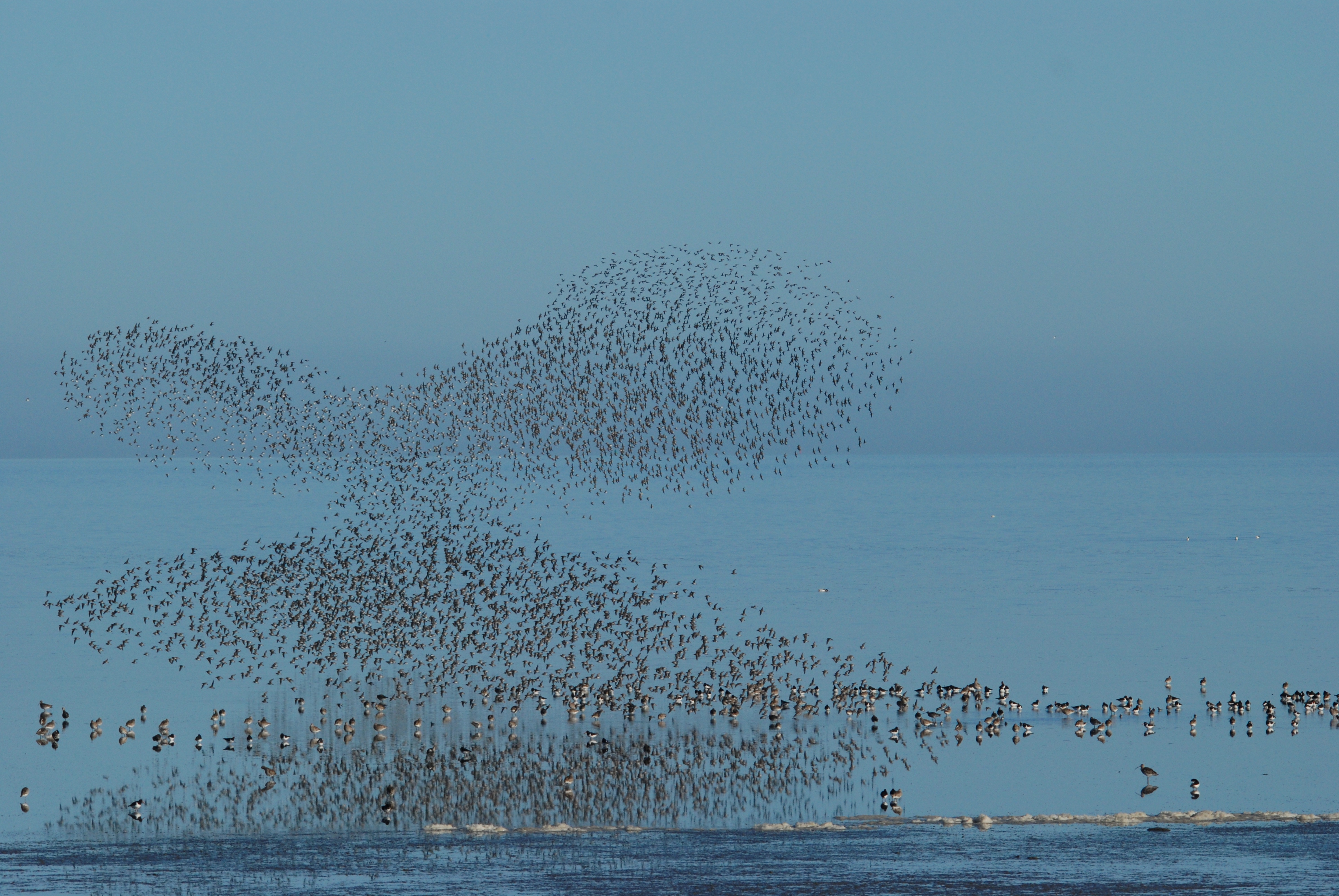 een vlinder aan wadvogels Otto de V