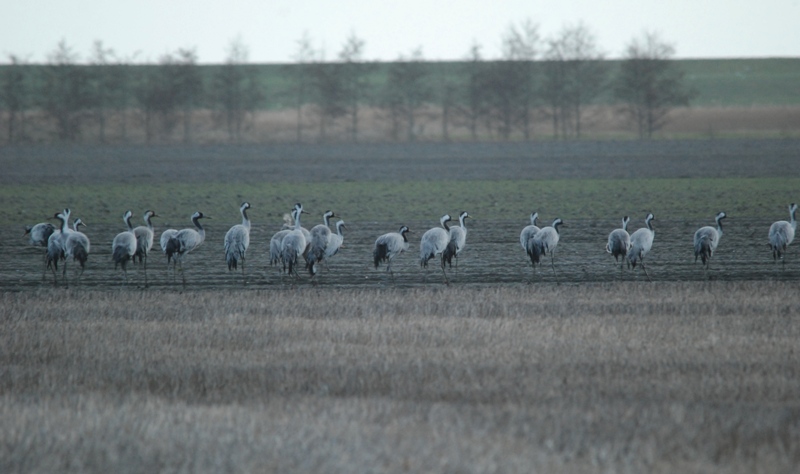 kraanvogel Oosterkwelweg 24 feb OV